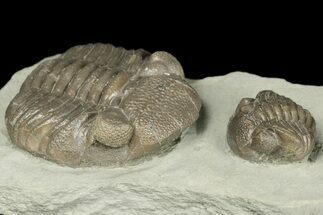 Two Eldredgeops Trilobite Fossils - Silica Shale, Ohio #188875