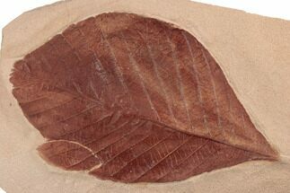 Red Fossil Hickory Leaf (Carya) - Montana #189058
