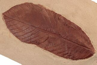 Red Fossil Oak Leaf (Quercus) - Montana #188984