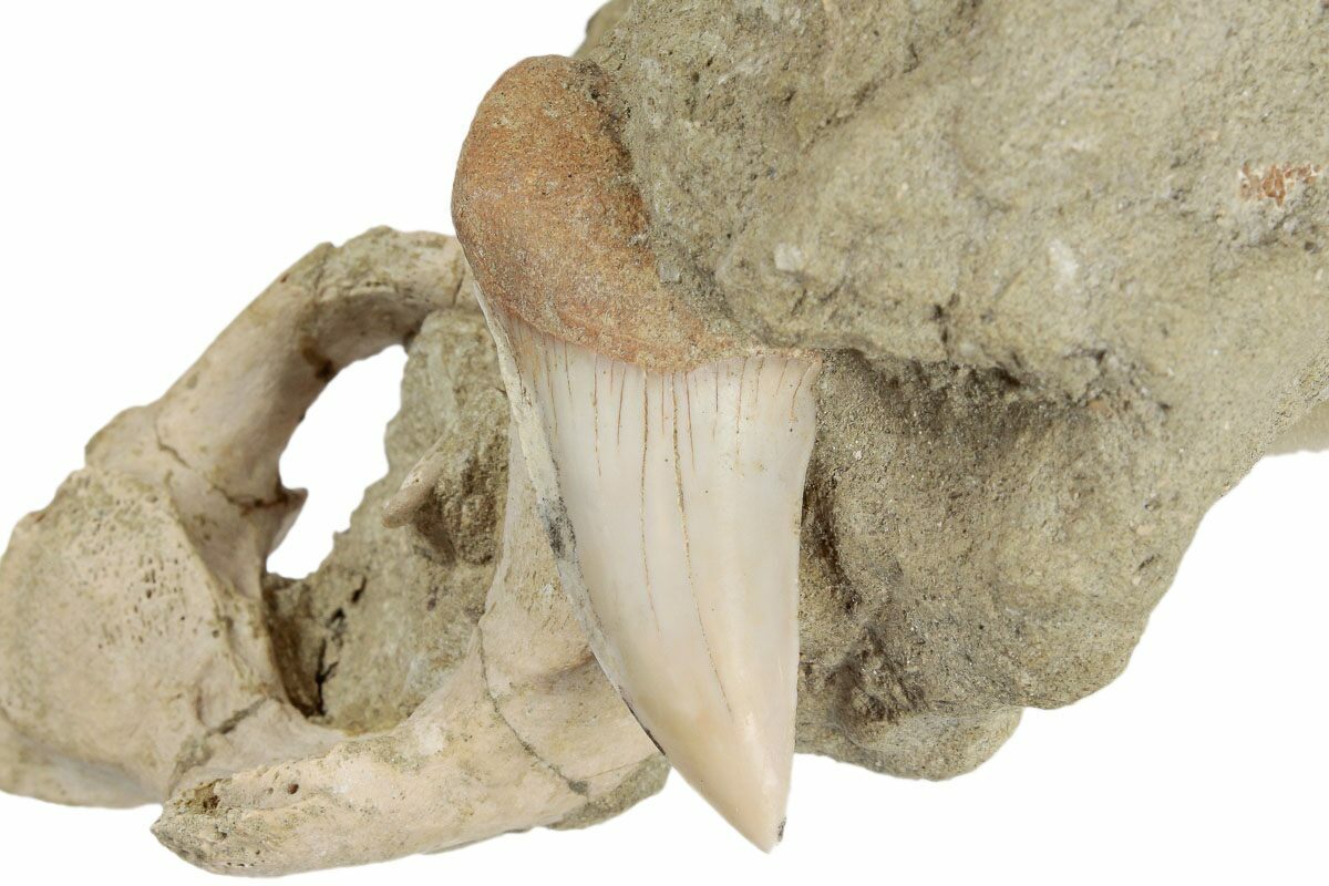 Fossil Shark Tooth and Porpoise Atlas Vertebra In Rock- California  (#189080) For Sale 