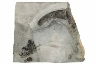 Triassic, Fossil Plesiosaur Tooth In Situ - United Kingdom #189122