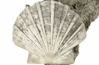 Miocene Fossil Scallop (Pecten) - North Carolina #189140