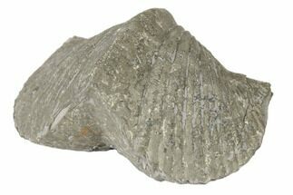 Pyrite Replaced Brachiopod (Paraspirifer) Fossil - Ohio #189146