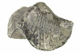 Pyrite Replaced Brachiopod (Paraspirifer) Fossil - Ohio #189149