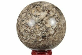 Polished Fossil Turritella Agate Sphere - Wyoming #188852
