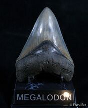 Collector Quality Megalodon Tooth - Just Under Inches #2025