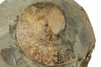 1.6" Cretaceous Fossil Ammonite (Sphenodiscus) - South Dakota - Fossil #189346