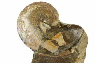Cretaceous Fossil Ammonite (Sphenodiscus) - South Dakota #189350