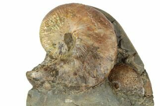 Fossil Ammonites (Hoploscaphites & Sphenodiscus) - South Dakota - Fossil #189351