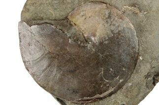 2.7" Cretaceous Fossil Ammonite (Sphenodiscus) - South Dakota - Fossil #189316