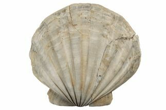 Pliocene Fossil Scallop (Chesapecten) - North Carolina #189127