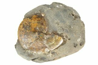 1.7" Cretaceous Fossil Ammonite (Sphenodiscus) - South Dakota - Fossil #189334