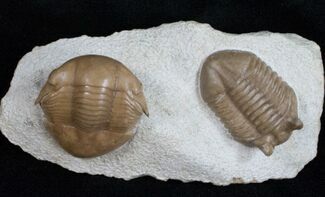 Beautiful Asaphus & Illaenus Trilobite Plate #11989