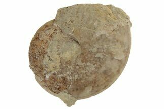 Jurassic Fossil Ammonite (Leioceras) - Dorset, England #189515