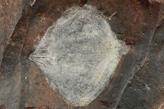 1.2" Paleocene Fossil Leaf (Cocculus) - North Dakota - Fossil #189437