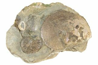 1.9" Cretaceous Fossil Ammonite (Sphenodiscus) - South Dakota - Fossil #189322