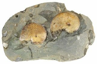 Two Fossil Ammonites (Sphenodiscus) - South Dakota #189323