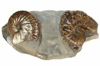 Two Fossil Ammonites (Discoscaphites) - South Dakota #189324