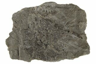 1.5" Fossil Echinoid (Archaeocidaris) - Missouri - Fossil #189500