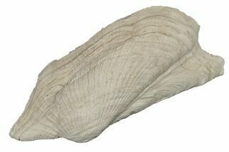 Pleistocene Bivalve (Arca wagneriana) Fossil - Florida #189614