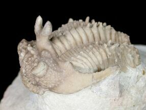 Bumpy Hoplolichoides Trilobite From Russia #11994