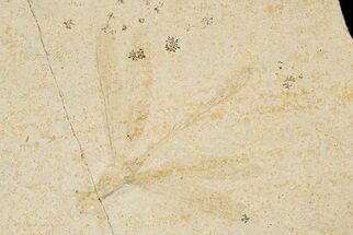 3.8" Fossil Dragonfly (Stenophlebia?) - Solnhofen Limestone - Fossil #188742