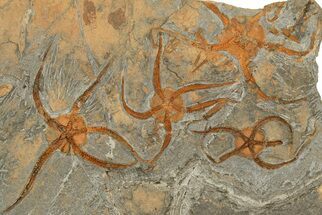 Five Large, Ordovician, Fossil Brittle Stars (Ophiura) - Morocco #189665