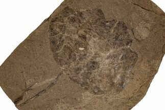 1.9" Miocene Fossil Leaf (Populus) - Idaho - Fossil #189553