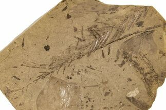 Miocene Fossil Leaf and Cypress Frond Plate - Idaho #189562