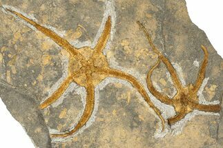 Pair Of Large, Orange, Ordovician Brittle Stars (Ophiura) - Morocco #189650