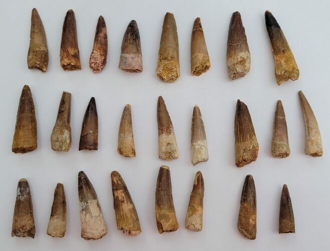 Lot: Spinosaurus Teeth - 25 Pieces (#190000) For Sale - FossilEra.com