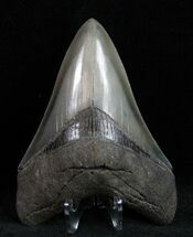 Absolute Killer Megalodon Tooth #11996