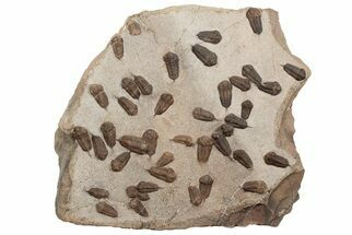 Trilobite (Sokhretia?) Mortality Plate - Erfoud, Morocco #189919