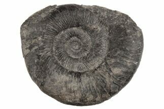 Ammonite (Dactylioceras) Fossil - England #189658