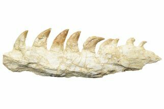 Mosasaur Jaw Section with Nine Teeth - Morocco #189999