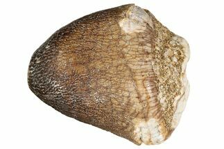 Crushing Mosasaur (Igdamanosaurus) Tooth - Morocco #182161