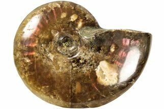 Red Flash Ammonite Fossil - Madagascar #187286