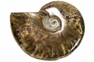 Red Flash Ammonite Fossil - Madagascar #187307