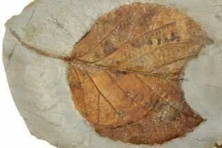Fossil Leaf (Davidia) with Insect Predation - Montana #190319
