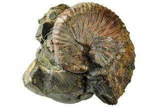 Hoploscaphites Ammonite in Situ - Pierre Shale, Montana #189648