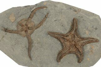 Large Fossil Starfish and Brittle Star - Morocco #190970
