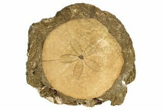 Eocene Sand Dollar (Periarchus) Fossil - Mississippi #189506