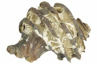 Miocene Gastropod (Ecphora) Fossil - Maryland #189508