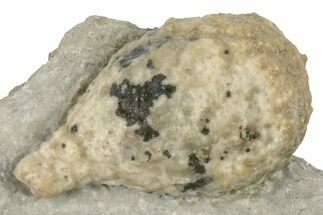 1.5" Cystoid (Holocystites) Fossil - Indiana - Fossil #190993