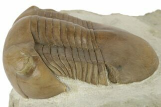 3.2" Illaenus Schmidti Trilobite - Russia - Fossil #191011