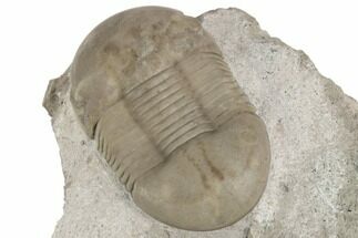 Rare, Dysplanus Babinoensis Trilobite - Russia #191053