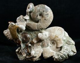 Beautiful Polished Ammonite Cluster - 11 1/2" Wide For Sale, #12104