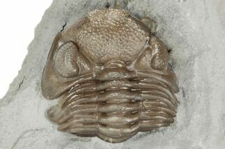 Wide Eldredgeops Trilobite Fossil - Silica Shale, Ohio #191145