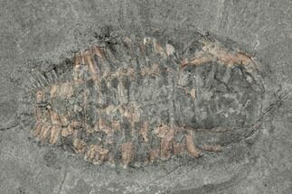 Prone Triarthrus Trilobite Fossil - Ontario #191153