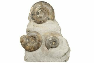 Tall Fossil Ammonite (Parkinsonia) Association - England #191732